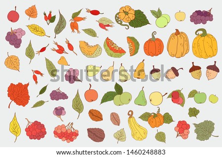 Autumn objects collection. Hand drawn autumn leaves, berries, nuts, pumpkins icons set. Color vegetables and fruits isolated on light background. Acorns, pecan, pears, leaf, apples,dog rose, cranberry