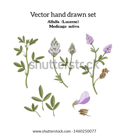 Set of botanical color hand drawn illustrations isolated on white of Alfalfa, (lucerne) plant with sprigs, leaves, stems, flowers and pods. Royalty-Free Stock Photo #1460250077