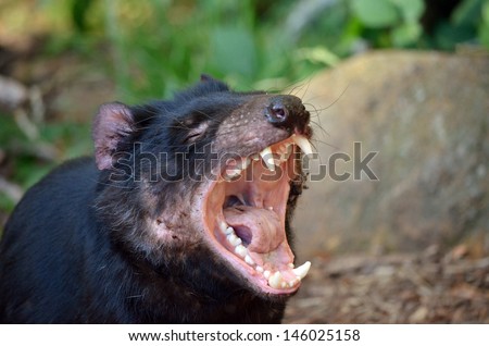 the tasmanian devil is letting out a long snarl Royalty-Free Stock Photo #146025158