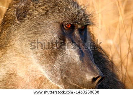 chacma baboon male papio cynocephalus ursinus cercopithecidae haplorhini profile of his head