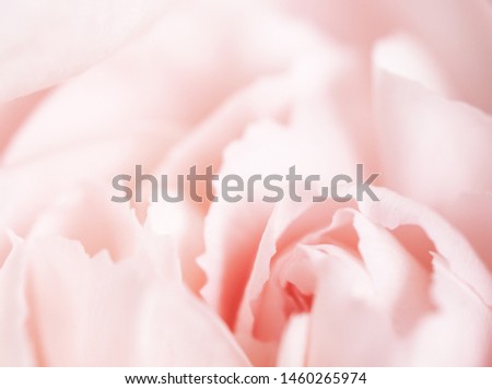 beautiful carnation flower  blur style for background