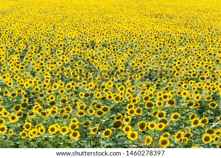 Magnificent field of sunflower. summer season. Background image. For advertising margarine, butter.