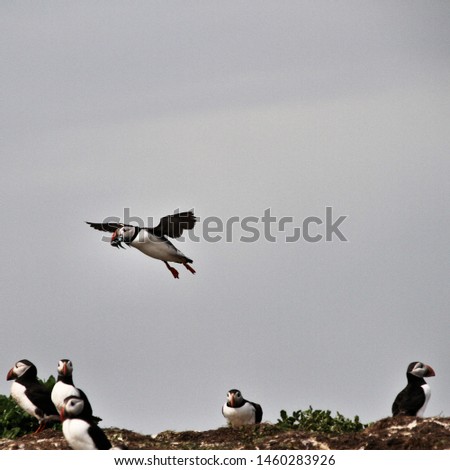 A picture of a Puffin in flight over Farne Islands