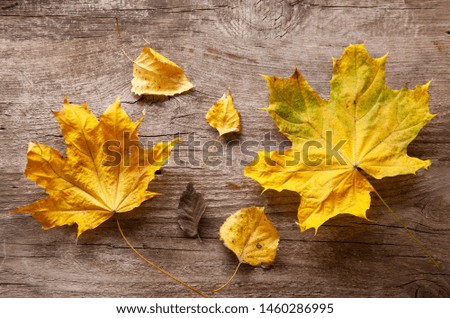 autumn leaf background with plañe words and inscriptions, copy space (top view)