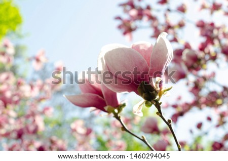 
magnolia spring gentle flower aroma of the city