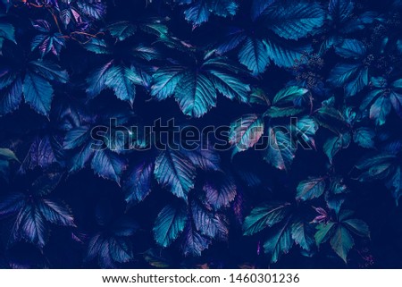 Natural creative background in creative fluorescent color with natural texture of girlish grapes leaves. Flat lay in trandy neon color. Nature concept