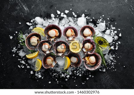 Scallops on ice. Seafood. Top view. On a black background. Free copy space. Royalty-Free Stock Photo #1460302976