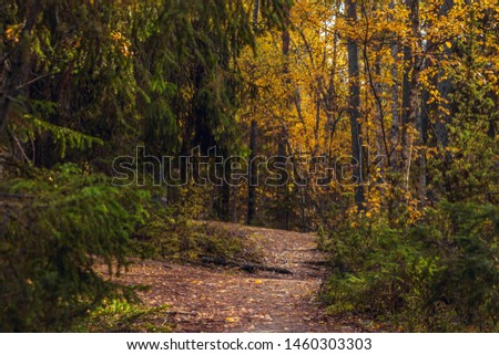 A footpath in a bright autumnal forest, in Sweden Scandinavia. Beautiful trail leading ahead among green conifers. The picture was taken in Tyresta national park. Swedish northern nature background.
