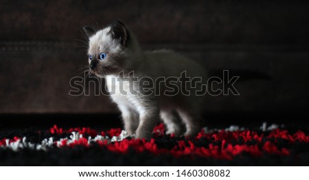 Adorable kitty cat with light brown fur and blue eyes over a red and black carpet. Studio lights.