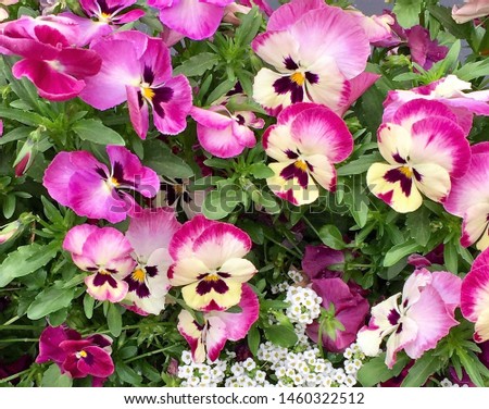 Closeup of pink pansies and common gypsophila