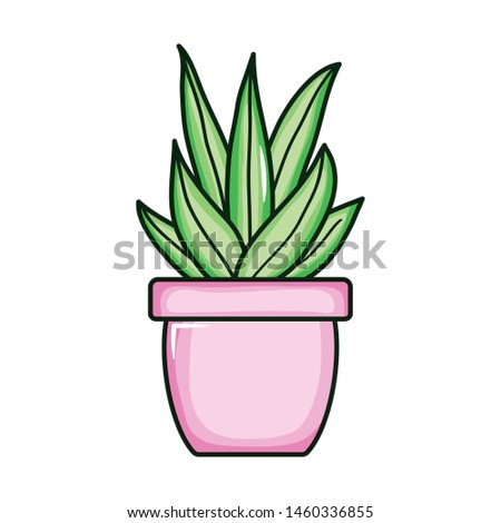 plant nature in ceramic pot