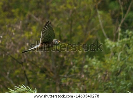 Falcon captured while flight and show his wings in green environment