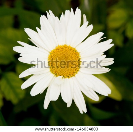 a image Beautiful sunny daisy flower close-up