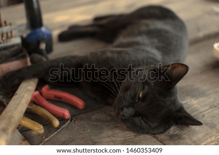 Rustic black cat on the desktop with tools