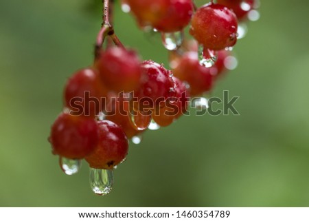 Viburnum berries after rain. Rain drops are on the red berries oif macro view.