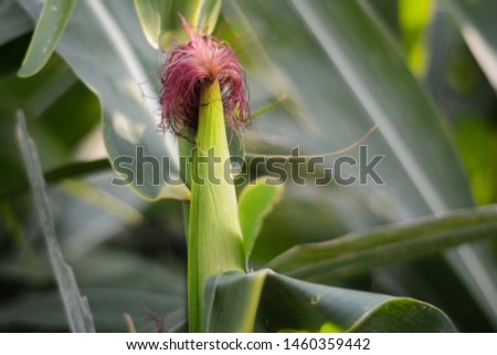A picture of a raw corn with red corn-silk in a field.Fresh corn
