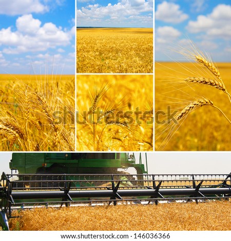 A set of pictures of harvesting wheat, view full-sized photos in my portfolio