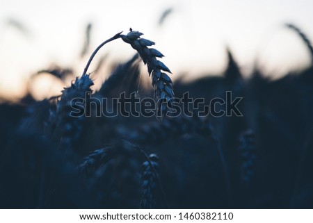 Wheat ears with grains on a beautiful sunset in summer