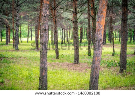 tree trunk wall in pine tree forest