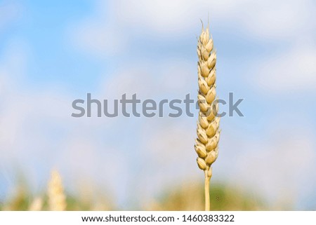 Wheat field. Ears of ripe wheat close up. Agricultural Background . Rich harvest Concept.