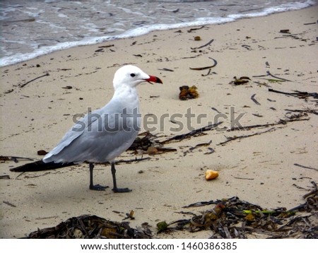 Seagull searches for food on the seashore among the algae