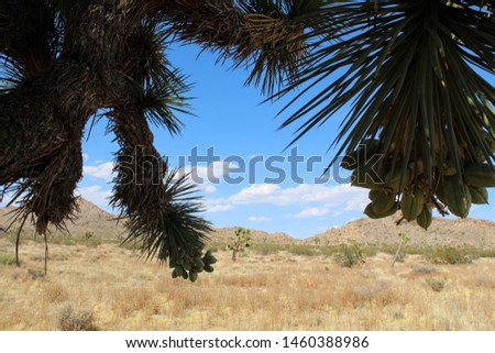 This plant, commonly known as Joshua Tree, botanically as Yucca Brevifolia, has been providing shade under its spikey foliage for Southern mojave Desert ecology, including Traditional Desert People.