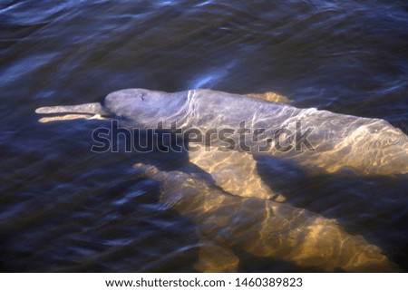 Boto, type of dolphin that inhabits the Brazilian rivers of the Amazon