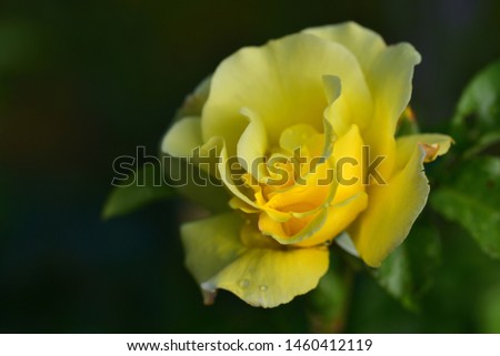 A yellow fresh rose is blooming