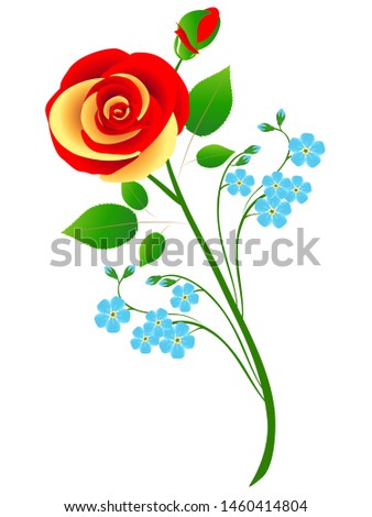 Bouquet of rose with blue forget me not flowers on a white background.