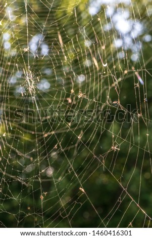 abstract spider web sunny macro