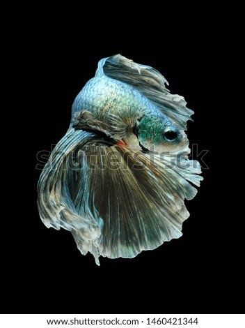 Blue and silver Betta fish,Siamese fighting fish,siamese fighting fish betta splendens (Halfmoon betta,Betta splendens Pla-kad ( biting fish) isolated on black background