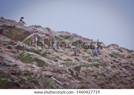 The Ballestas Islands lie off the southern coast of Peru, near the city of Pisco. Rich in marine life, the uninhabited islands are home to sea lions, pelicans, Peruvian boobies and Humboldt penguins. 