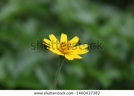 A light yellow flower of Singapore Daisy and green leaves background. Another name is Creeping Wedelia or Climbing Daisy.