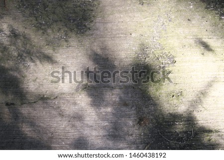 Cracked gray floor, and tree shadows