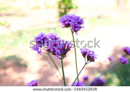 Blooming Verbena field on summer sunset Purple flower field in isolated background.
