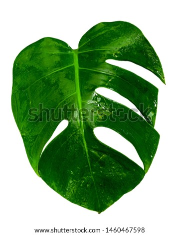 Green leaves pattern, leaf monstera with water drop isolated on white background