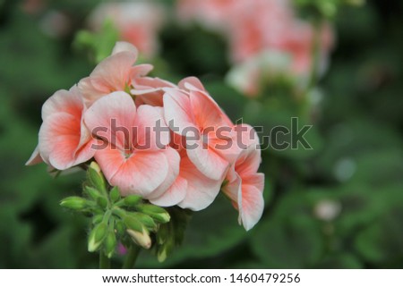 geranium flowers, bright colors, beautiful bloom in the middle of the garden in spring