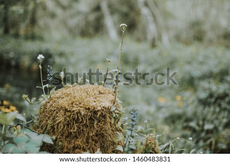 A beautiful closeup shot of thing leaves and plants in a forest with a blurred natural background