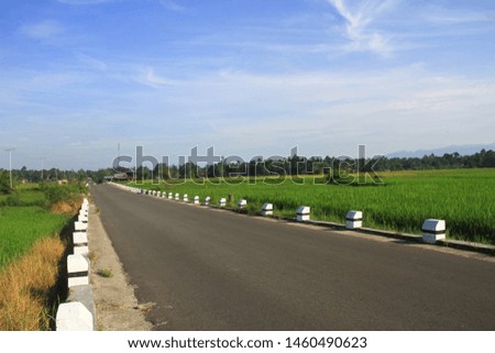 Asphalt highway, in the middle of rice fields