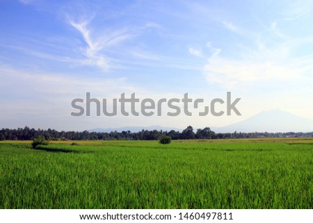 Green rice fields in the Malintang ditch, with Gunung Singgalang view, West Sumatra.