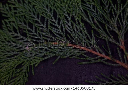 Closeup of a pine branch