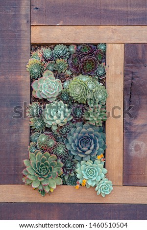 wooden decorative succulent wall hanging with wooden frame and many succulents
