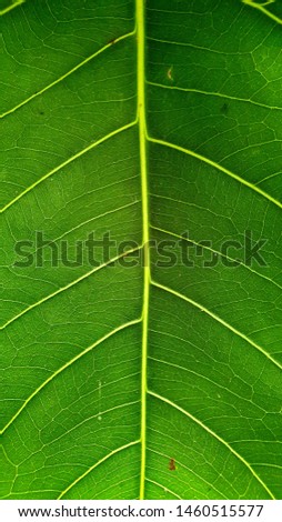 Green leaves and background images