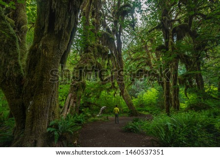 This is the picture of Rain Forest at Hall of Mosses at Olympic National Park Washington