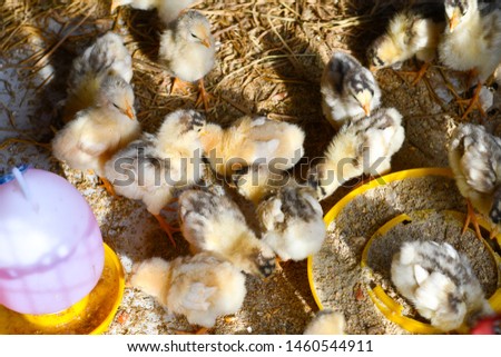 Chicks in chicken farm. Yellow and black stripes. identify baby chick breeds. Organic farm feeding time. Chicken and nest. 
