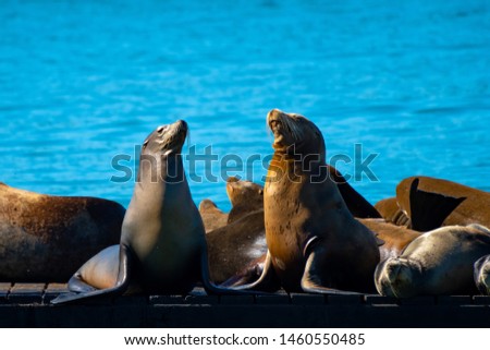 San Francisco, California. Pier 39, Fishermans/ Fisherman's Wharf. Group of California Sea Lions/Seals relaxing, sunbathing and barking on a pier by the ocean on a sunny summer day. Royalty-Free Stock Photo #1460550485