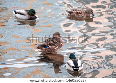 a duck stands on a stone around which water in the water floats other ducks, waves on the water and reflections of buildings