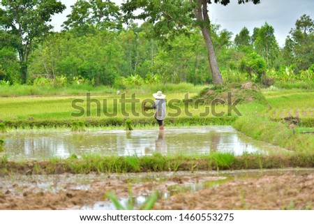 Farmers grow rice in the paddy field Rice field. young rice are growing. in thailand