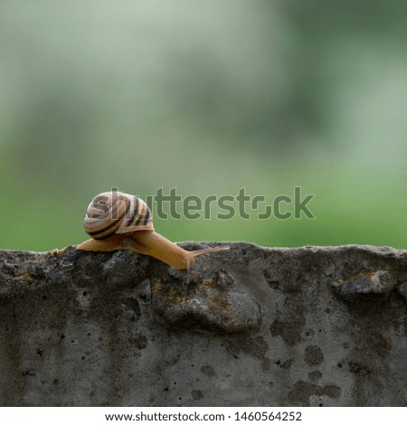 Snail on the slope. Behind the turn, in the depths.Dynamics of movement of individual creatures. Search for shelter after the rain. A snail is in motion. Behind the turn, in the depths.