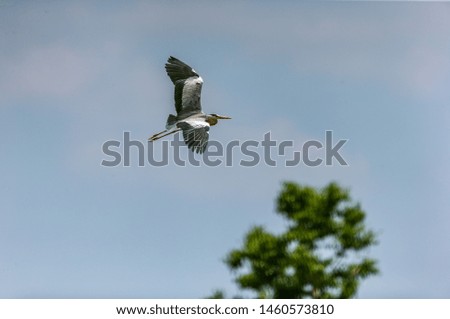 Lonely heron flies for food in the delta of the river
